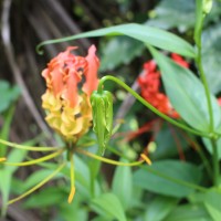 Gloriosa